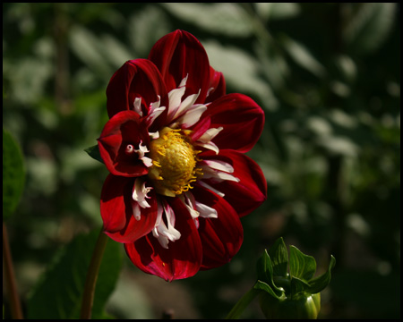 Besondere Dahlienblüten