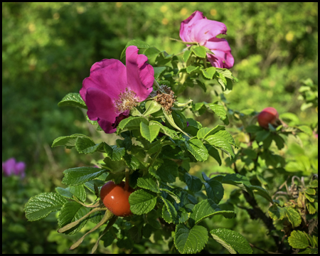 Rose mit Hagebutte