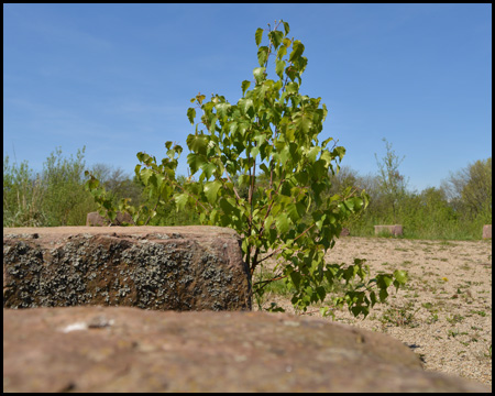 Junger Baum an einem Stein