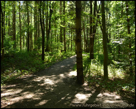 Reste einer Bergeanschüttung im Wald?