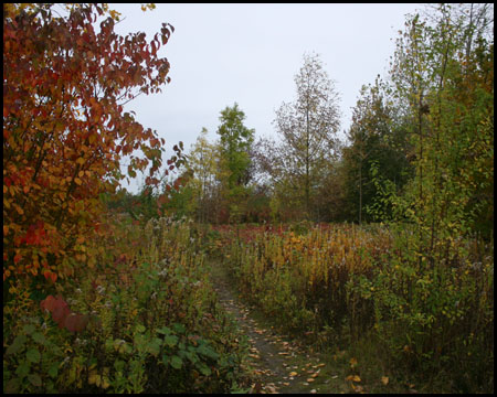 Herbstlich gefärbtes Buschwerk auf der Halde