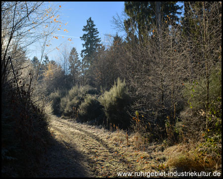 Waldweg in der Nähe der historischen Karrenspuren