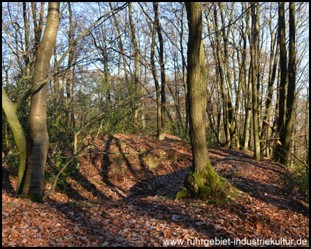 Schacht Löwe – im Wald hinter dem Reiterhof