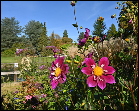 Dahlie im Garten