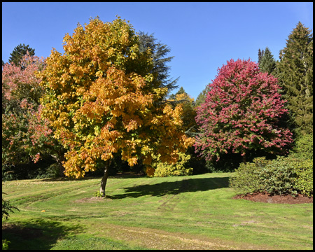 Bunte Bäume im Park