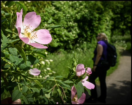 Eine Wildrose aus der Nähe. Im Hintergrund, unscharf und dunkel, eine Spaziergängerin im Park