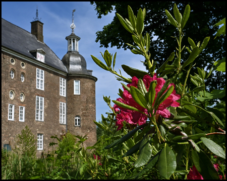 Rote Rhododendron-Blüte vor dem Schloss Ringenberg