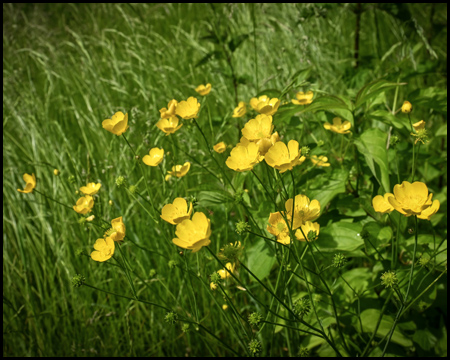 Butterblumen bzw. Hahnenfuß in einer Wiese