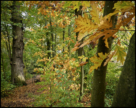 Herbstlicher Wald