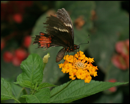 Schmetterlingshaus im Maximilianpark Hamm