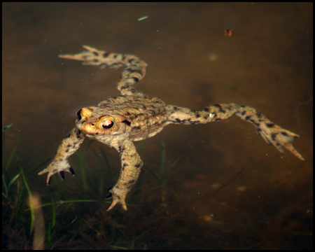 Kröte in einem Teich an der Schurenbachhalde