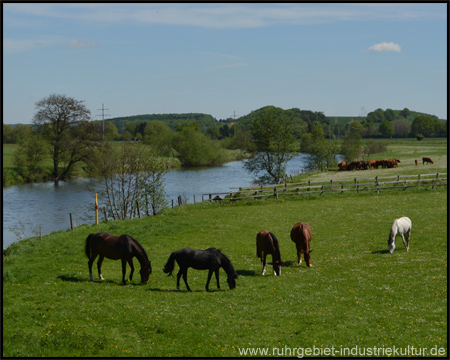 Pferde am Fluss – an der Ruhrbrücke am Wellenbad