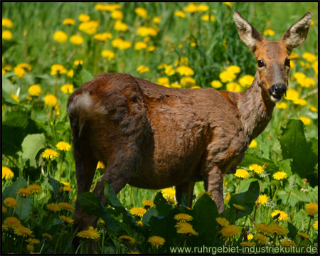 Unverhoffte Wildbegegnung in einer Löwenzahnwiese