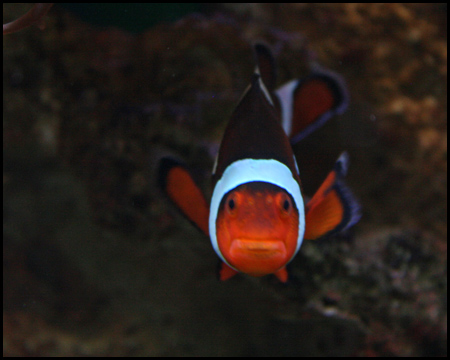 Sea Life Oberhausen