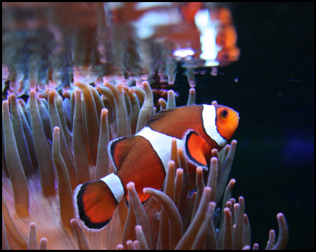 Sea Life Oberhausen