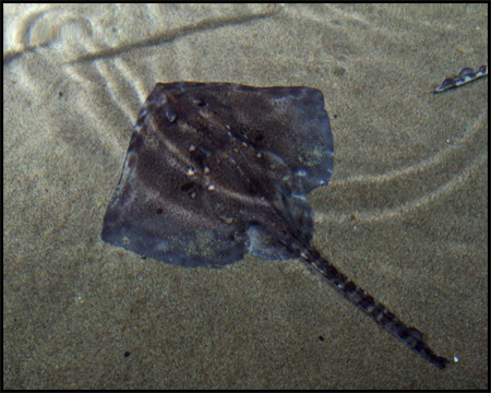 Sea Life Oberhausen