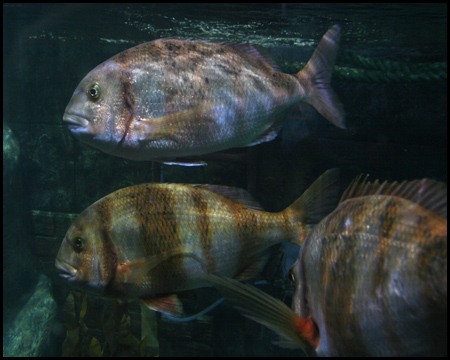 Sea Life Oberhausen