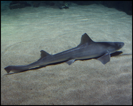 Sea Life Oberhausen