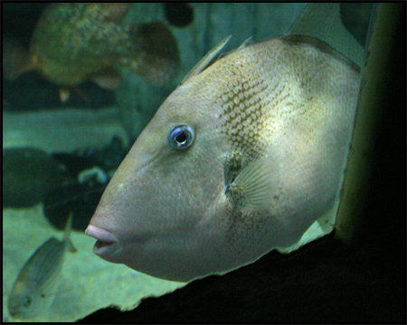 Sea Life Oberhausen