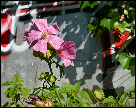 Rosa Hibiskusblüten mit fünf Blütenblättern und sichtbaren Staubgefäßen vor grünen Blättern. Im Hintergrund sind verschwommen ein graues Gebäude und rote Markierungen zu erkennen.