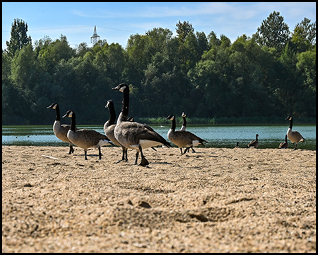 Eine Gruppe Kanadagänse steht auf einem Sandstrand. Die Vögel haben die charakteristischen schwarzen Hälse und weißen Wangenflecken. Im Hintergrund sind Wasser und Bäume zu sehen.