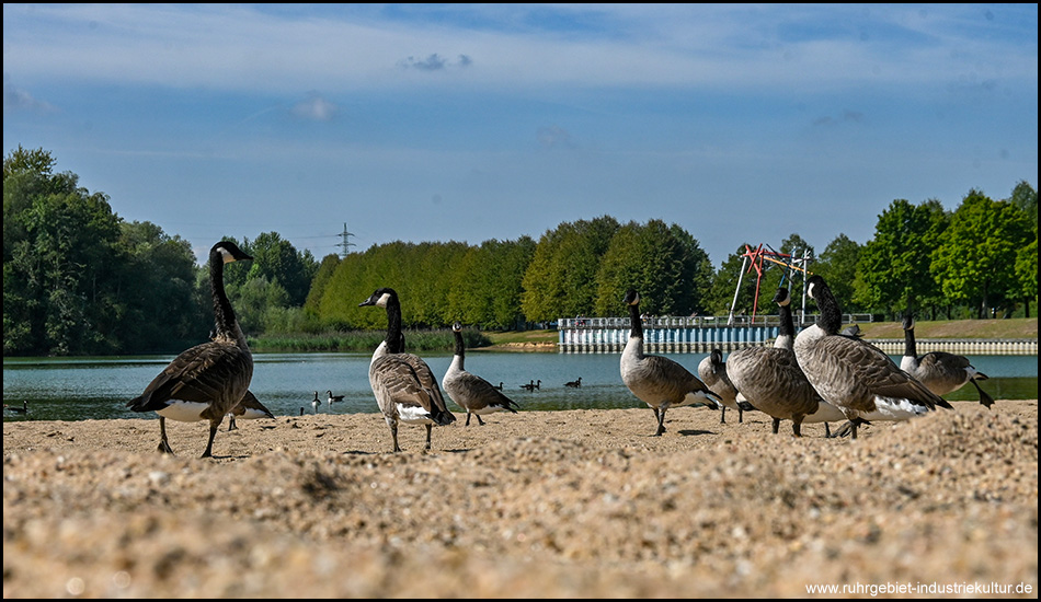Mehrere Kanadagänse laufen über einen Sandstrand. Im Hintergrund ist ein großer Teich oder See mit einem weißen Steg zu erkennen, umgeben von dichtem Wald und unter einem bewölkten Himmel.