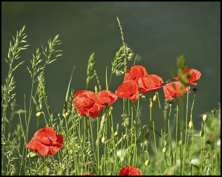 Mohn an einem Gewässer