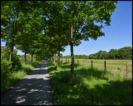 Weg mit Allee an einem Fluss entlang