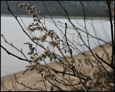 Ast vor unscharfem Strand