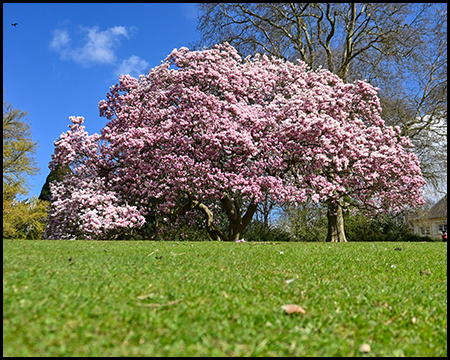 Eine Magnolie in einer Wiese