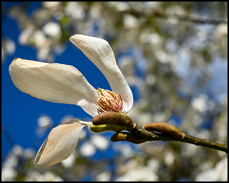 Magnolienblüte aus der Nähe gesehen
