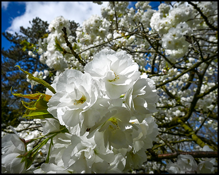 Weiße Blüte einer Kirsche
