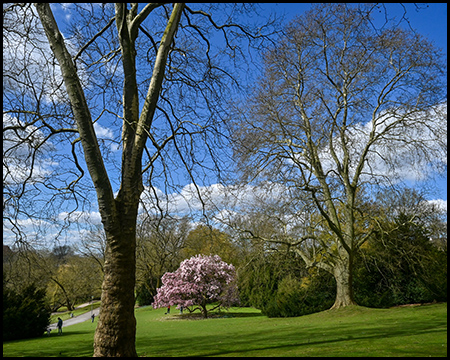 Blick zwischen hohen Bäumen auf eine blühende Magnolie in einer Wiese