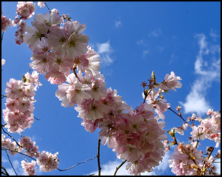Kirschblüten an einem Zweig