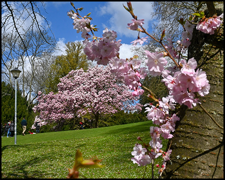 Kirschbaum mit Blüte und Magnolie im Hintergrund