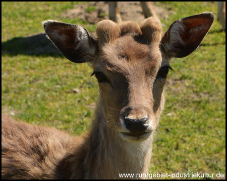 Neugieriger Zeitgenosse im Wildgehege