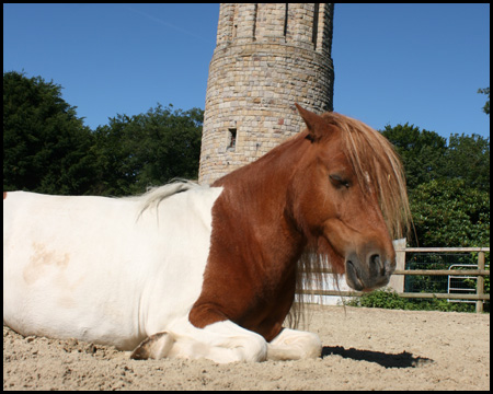 Zoo vor dem großen Bismarckturm "Der Riese"