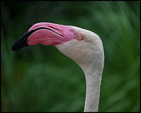 Flamingo-Kopf aus der Nähe