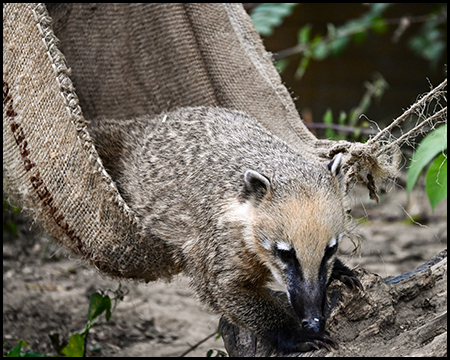 Nasenbär klettert aus einer Hängematte