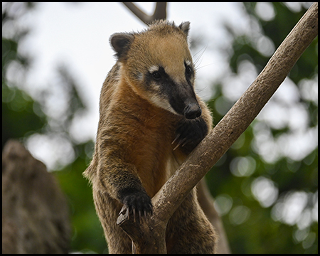 Nasenbär auf einem Ast