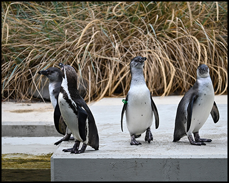 Mehrere Pinguine auf einer Betonfläche