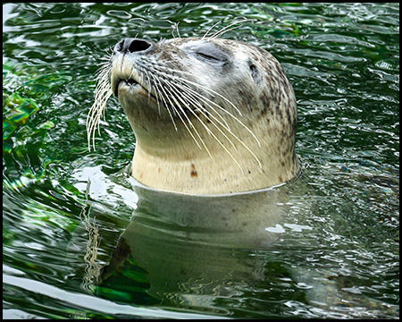 Ein Seehund schaut aus dem Wasser