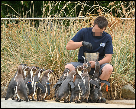 Ein Mann füttert mehrere Pinguine