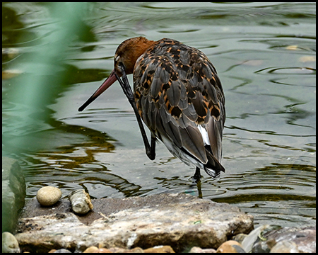 Ein Vogel auf einem Bein am Ufer eines kleinen Teiches
