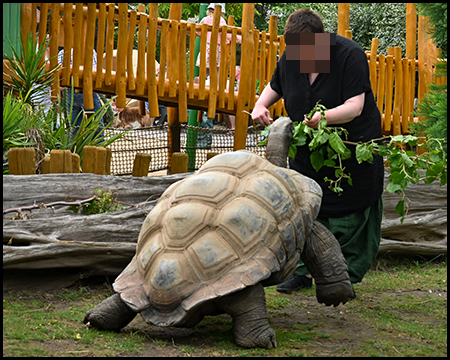 Eine Riesenschildkröte wird von einer Person gefüttert