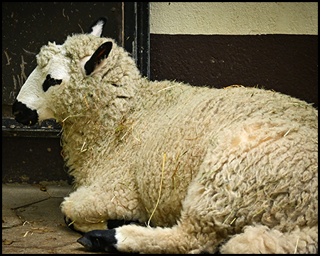Ein Schaf mit schwarzem Maul und Nase liegt auf dem Boden
