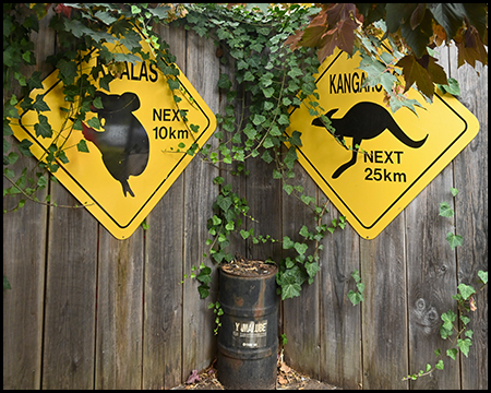 australische Straßen-Schilder an einer Wand mit Warnung vor Koalas und Kängurus