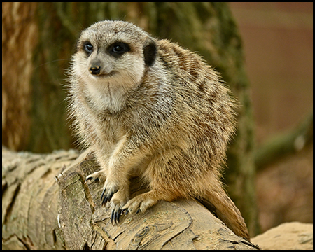 Ein einzelnes Erdmännchen auf einem Baumstamm
