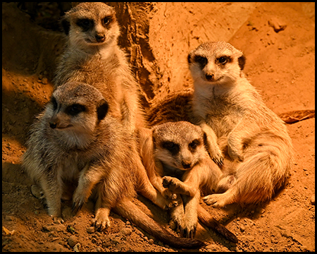 Eine Erdmännchenfamilie