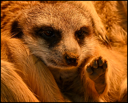 Ein Erdmännchen in Nahaufnahme